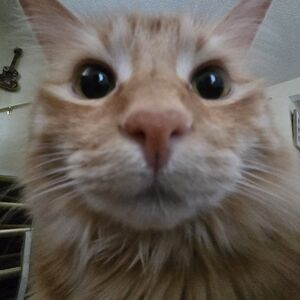 Meet your Posher, Annabelle